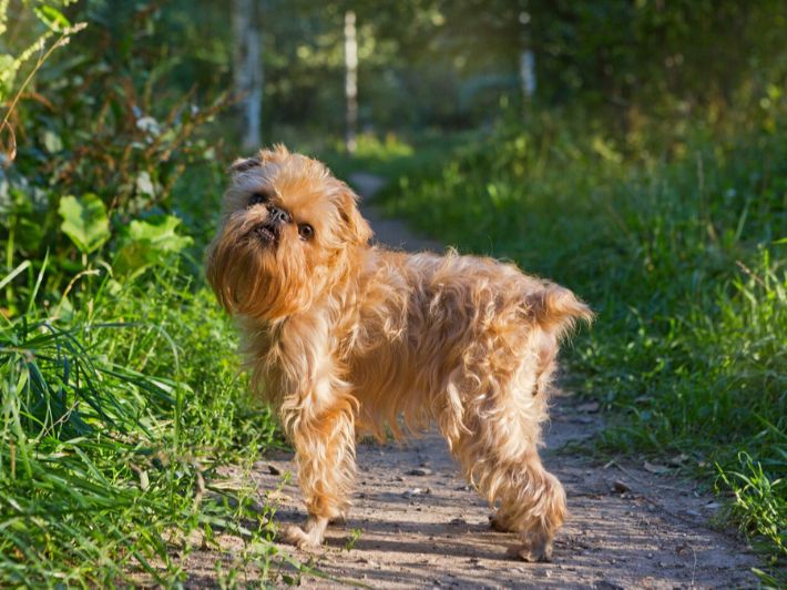 ما حكم تربية الكلاب في البيت؟