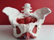 Pelvic Fractures: Causes, Treatment, and More!