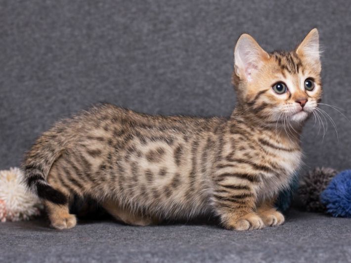 تعرف أكثر على قط مونتشكين ذي الأرجل القصيرة