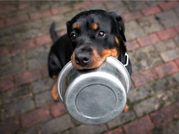 أهم النصائح حول أكل كلاب الروت وايلر