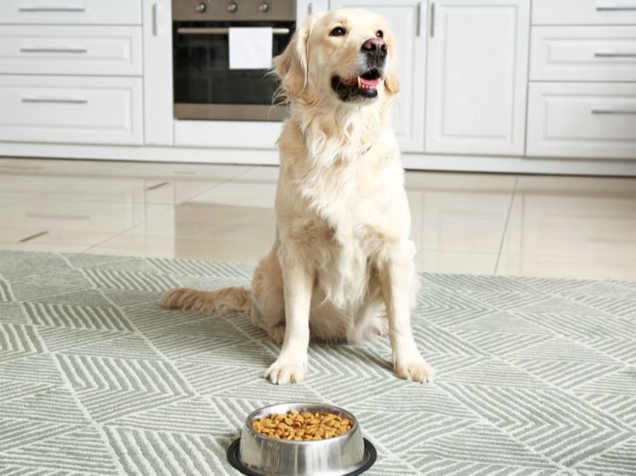 كم وجبة للكلاب؟ أهم النصائح