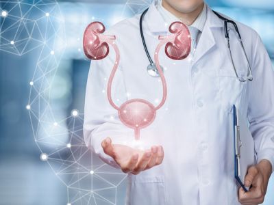 أين تقع غدة البروستاتا؟