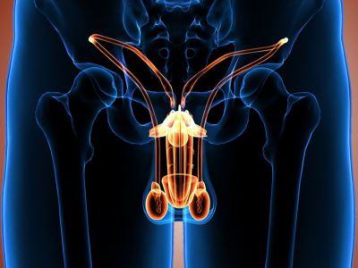 ما وظيفة البروستاتا