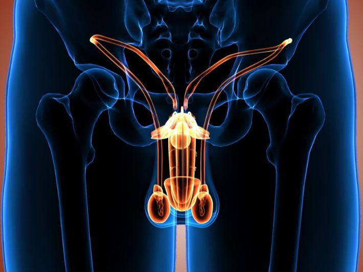 ما وظيفة البروستاتا