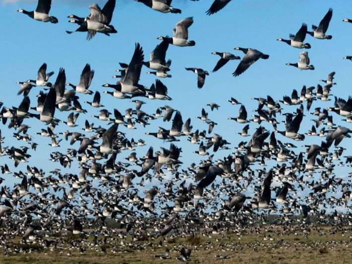 تعبير عن الطيور المهاجرة