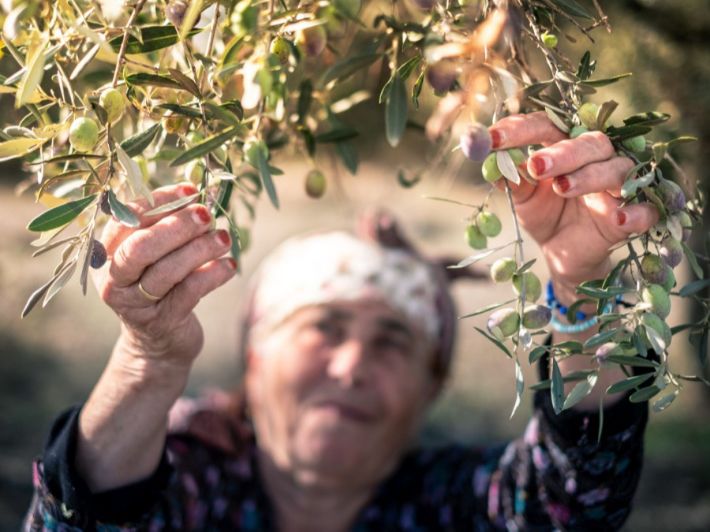 موضوع تعبير عن قطف الزيتون