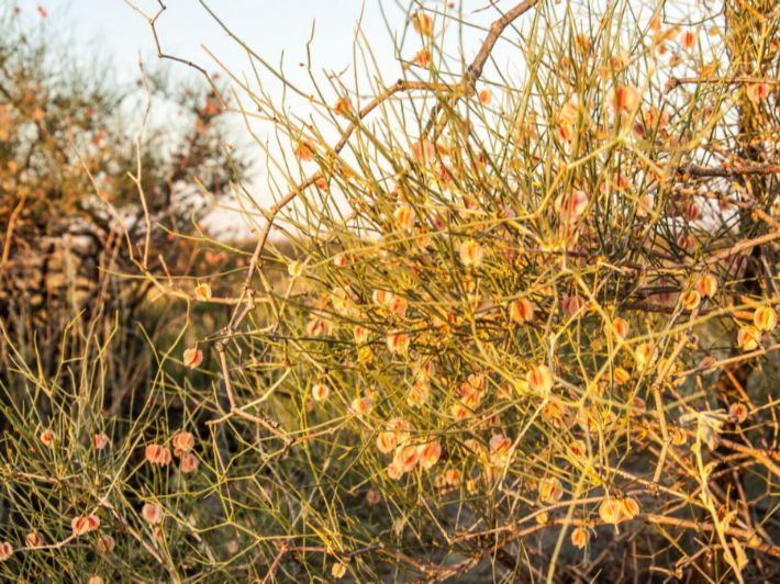 فوائد الأرطا للقولون