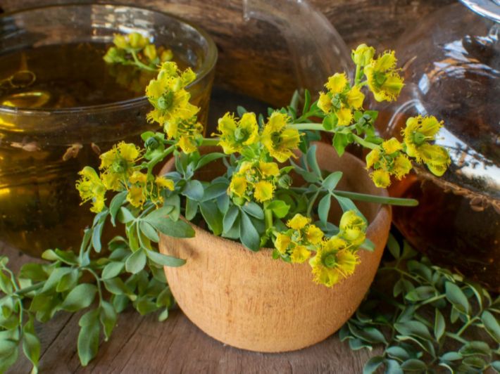 فوائد عشبة الفيجل للرجال