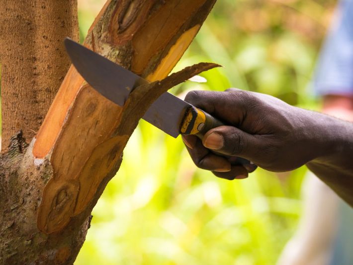 ما الفرق بين الدارسين والقرفة؟