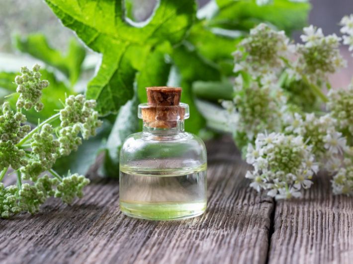 ما هي حشيشة الملائكة؟ وما أهم فوائدها؟