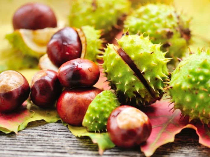 علاج الدوالي بالأعشاب