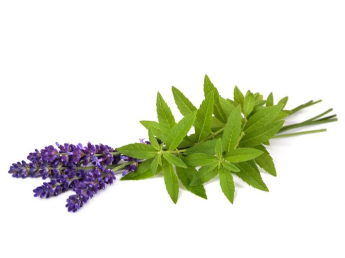 ما هي فوائد عشبة رعي الحمام لصحتك؟