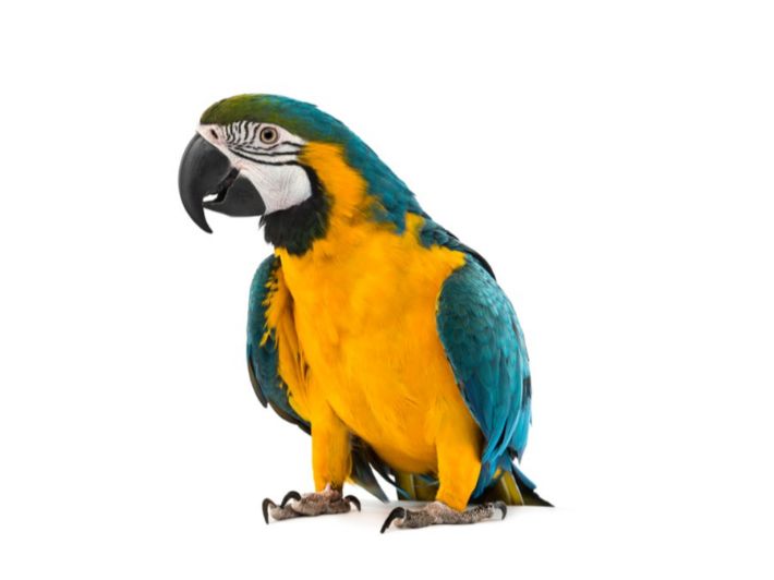 ما هي أذكى طيور الببغاء؟