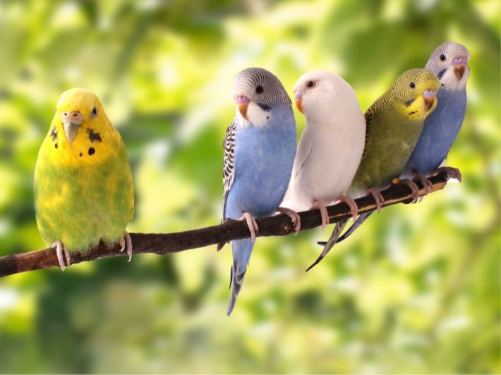 البادجي الأسترالي: هل لديك فكرة عنه؟