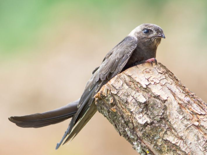 الفرق بين طائر السنونو وطائر الشعلة
