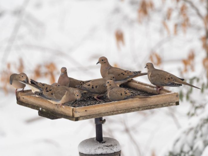 تعرف على حمامة الحداد