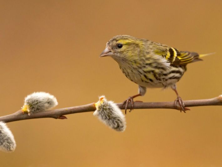 حقائق عن طائر السيسكن