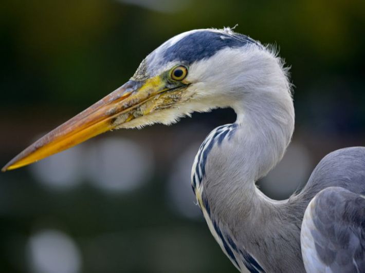طائر البلشون الأزرق الكبير وأهم ما يميزه