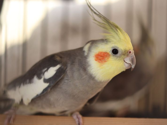 طريقة تنظيف طائر الكوكتيل