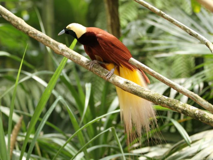 كل ما ترغب بمعرفته حول طائر الجنة