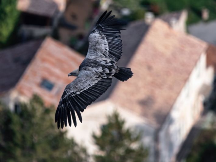 كل ما قد يهمك عن النسر الأسمر