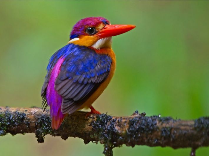 كل ما يهمك معرفته عن طائر الرفراف