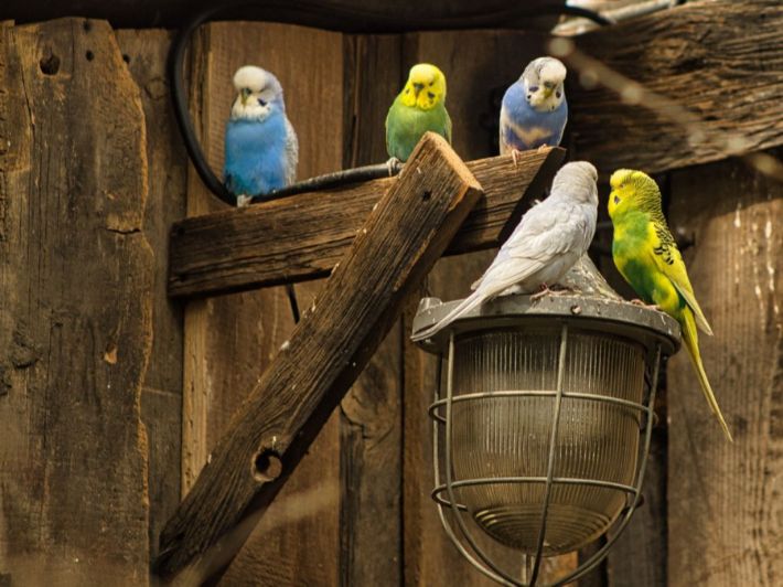 ما هي ألوان طيور البادجي؟