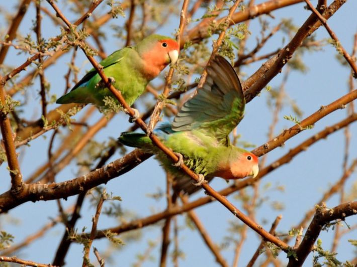 ما هي ألوان طيور الروز؟