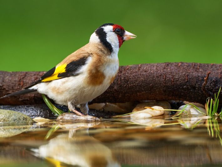 ما هي الأمراض التي تصيب طائر الحسون؟