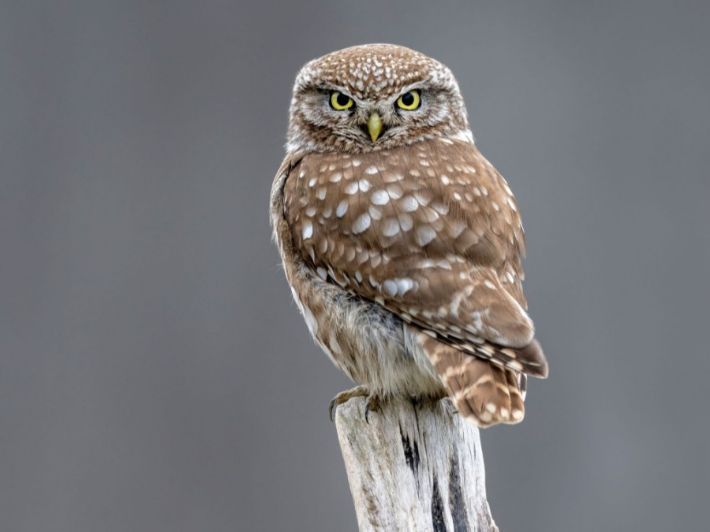 ماذا تعرف عن بومة أم قويق؟