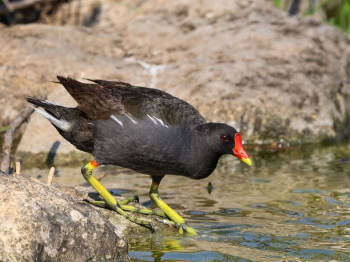 ماذا تعرف عن دجاجة الماء؟