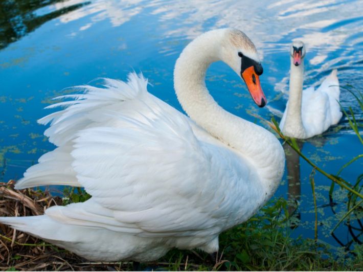 ماذا يأكل البجع؟