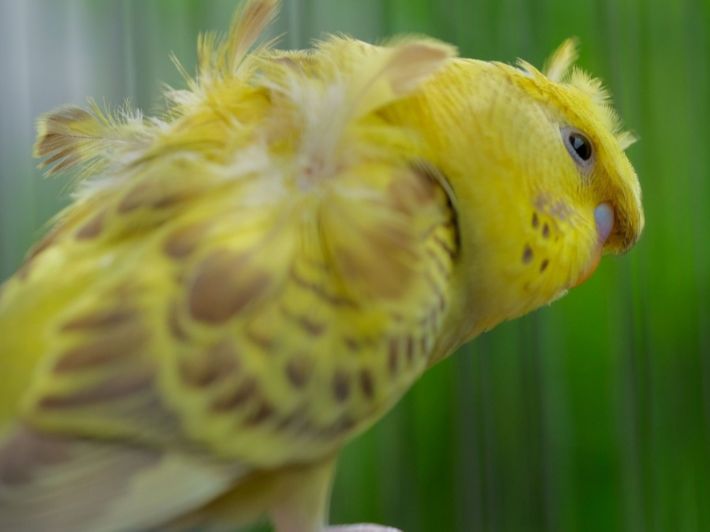 معلومات حول طائر البادجي الهوقو