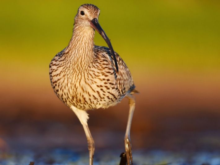 معلومات حول طائر كروان الماء