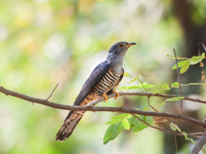 معلومات عن الوقواق الشائع