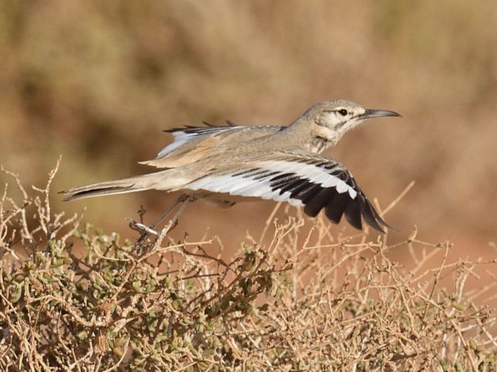 معلومات عن طائر المكاء