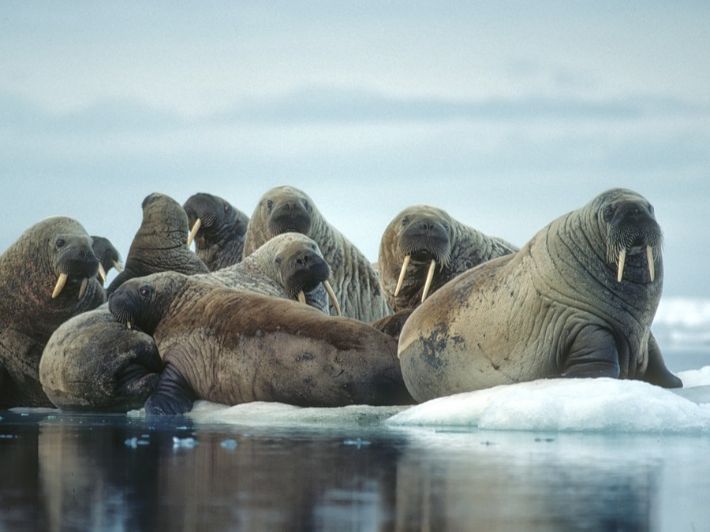 تعرف على حيوان الفظ: أين يعيش، ماذا يأكل، أنواعه