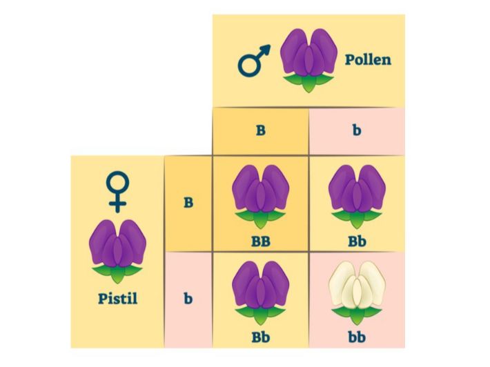 لماذا الصفة المتنحية دائما نقية؟
