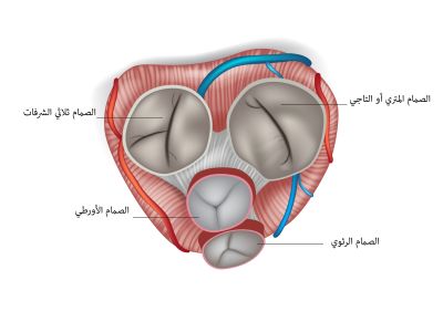 عدد صمامات القلب في جسم الإنسان ووظيفتها عدد صمامات القلب في جسم الإنسان ووظيفتها