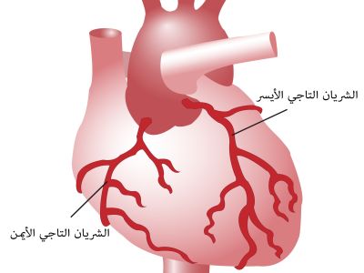كم شريان تاجي يغذي القلب؟ كم شريان تاجي يغذي القلب؟