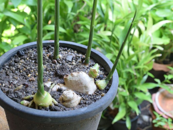 دليلك في زراعة الزنجبيل