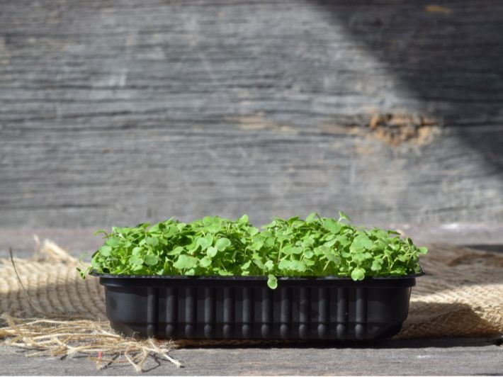 مواعيد زراعة الجرجير والبقدونس