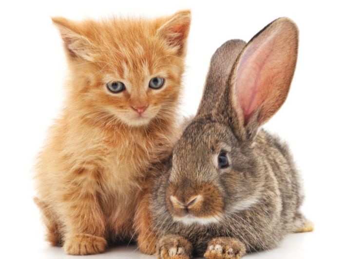 تعبير عن الحيوانات الأليفة بالإنجليزية