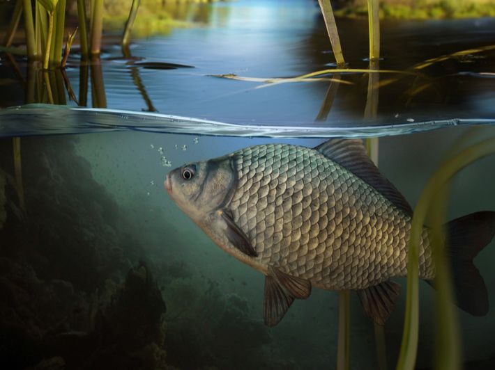 أهم النصائح لصيد السمك