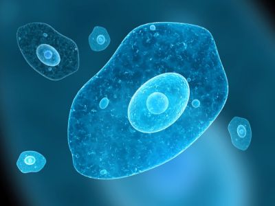 الأميبا: الأعراض، الأسباب والعلاج