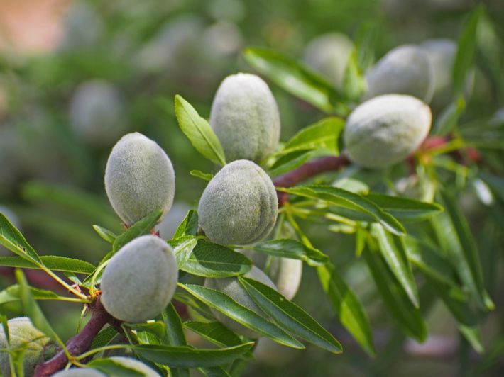 هل اللوز الأخضر يزيد الوزن؟