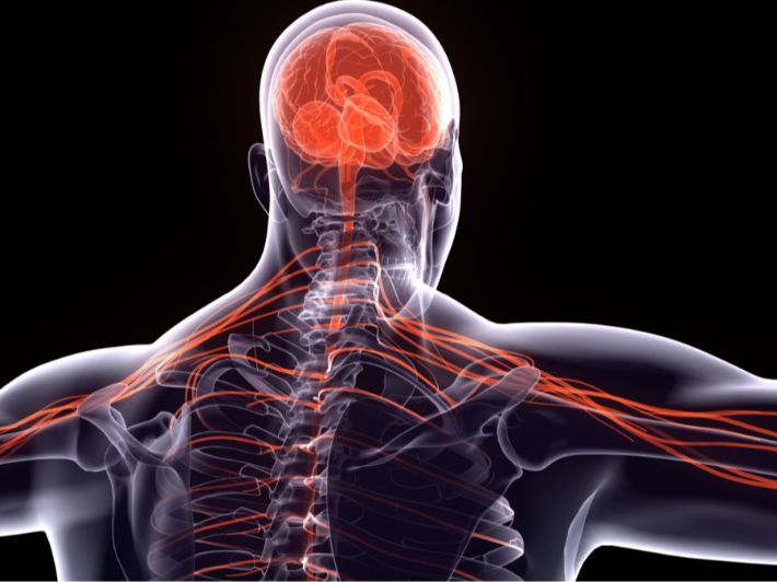 وظيفة الجهاز العصبي