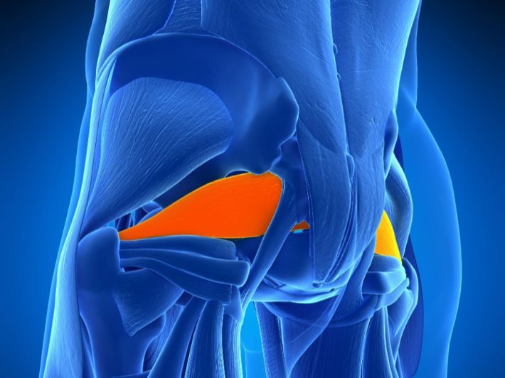 العضلة الكمثرية