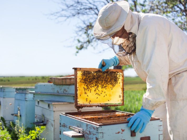 مم يتكون عسل السدر؟