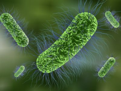 بكتيريا E. coli بكتيريا E. coli